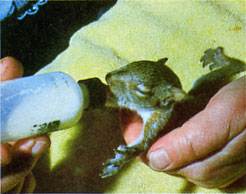 
This baby squirrel is one of hundreds the Colletts have raised and released.

